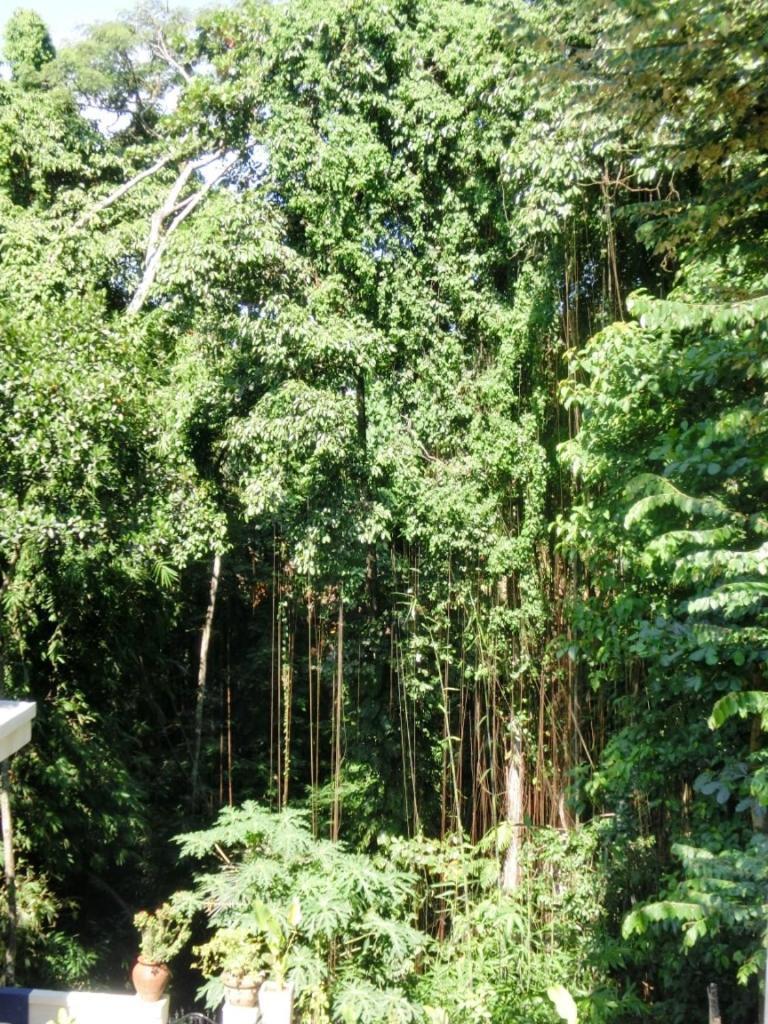Latugu Homestay Ubud Cameră foto